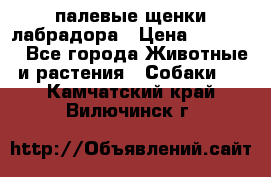 палевые щенки лабрадора › Цена ­ 30 000 - Все города Животные и растения » Собаки   . Камчатский край,Вилючинск г.